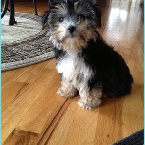 Meet your Posher, Joyce